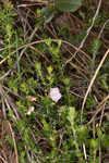 Hairy laurel <BR>Hairy wicky